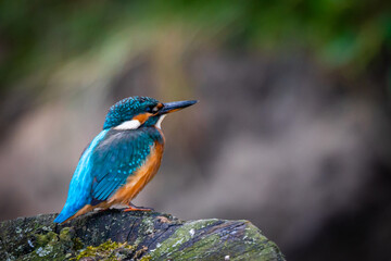 Kingfisher (Alcedo atthis)