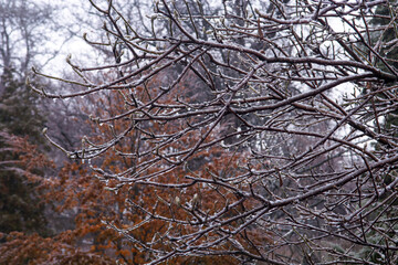 trees in the snow