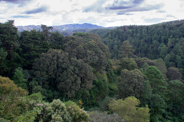 Fototapeta na wymiar Forest of old trees and mountains at sunset conifers, source of pure air and oxygen in Guatemala.