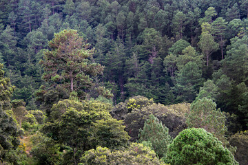 Forest of old trees and mountains at sunset conifers, source of pure air and oxygen in Guatemala.