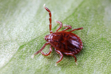 Ticks live on wild plants in the North China Plain