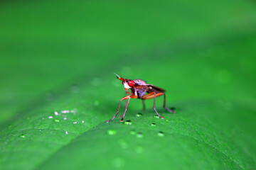 Flies on plants in the nature, North China Plain