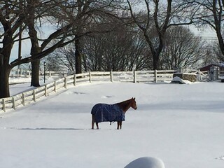 A beautiful single horse standing alone in a field of snow wearing a blanket coat to keep warm during winter wooden ranch white fence and trees in background in Rhode Island RI USA