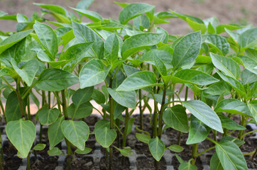 Growing seedlings of sweet pepper in cassettes