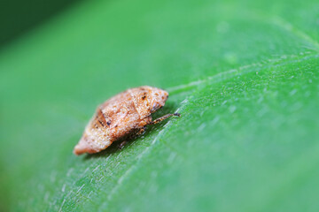 Cicada nymphs live on wild plants in North China