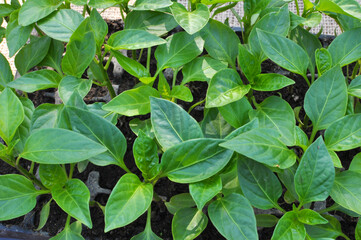 Growing seedlings of sweet pepper in cassettes