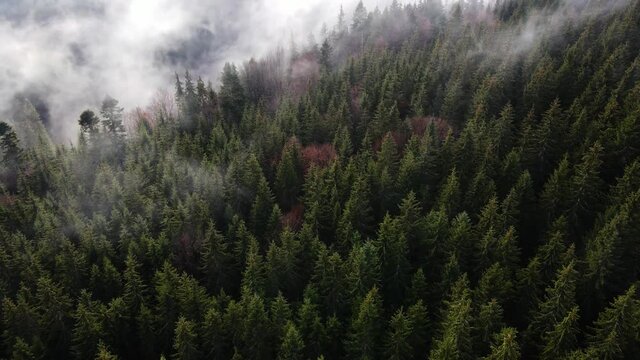 Fog in the forest spruce clouds aero 4K video from a height