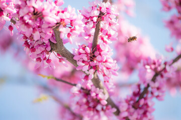 Pink spring blossoms beckon to an arriving honeybee