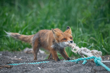 Red fox plays in Kamchatka, Russia