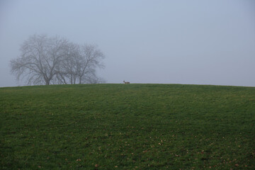 Nebellandschaften an der Bergstraße.