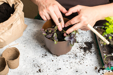 Woman hands plant seedlings in pot