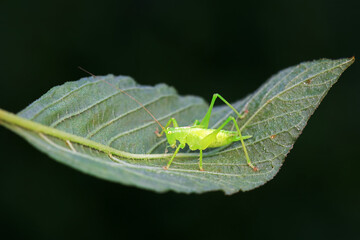 Katydids on wild plants, North China