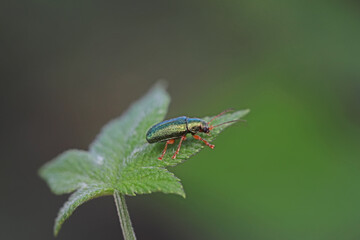 Leaf beetles inhabit wild plants in North China