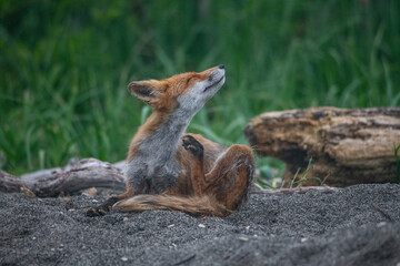 Red fox plays in Kamchatka, Russia