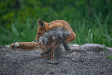 Red fox plays in Kamchatka, Russia
