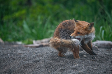 Playful red fox