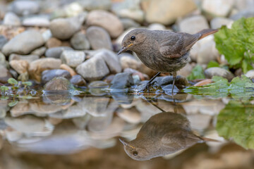 Hausrotschwanz (Phoenicurus ochruros) Weibchen
