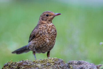 Amsel (Turdus merula) Jungvogel