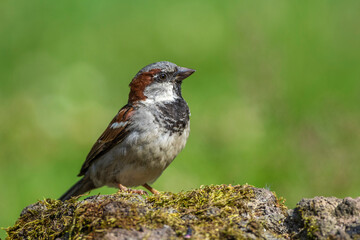 Haussperling (Passer domesticus) Männchen