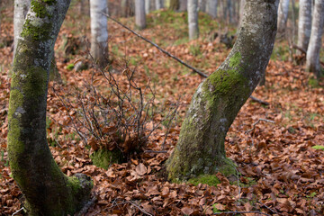 i colori caldi dei boschi autunnali, il bosco autunnale con un tappeto di foglie secche e i suoi colori vivaci