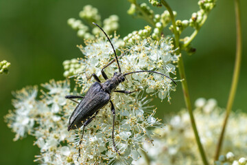 Dichtbehaarter Halsbock (Lepturobosca virens)