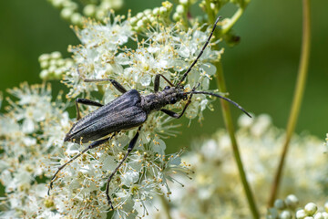 Dichtbehaarter Halsbock (Lepturobosca virens)