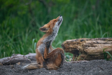 Playful red fox