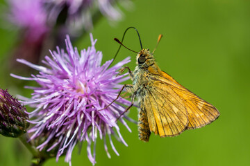 Braunkolbiger Braun-Dickkopffalter (Thymelicus sylvestris)