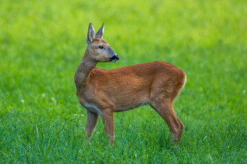 Reh (Capreolus capreolus)
