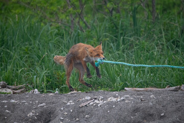 Playful red fox