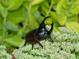 Augosoma centaurus