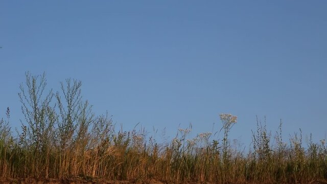 Swallows fly on a background of sky and grass