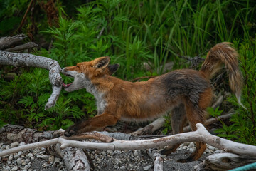 Playful red fox