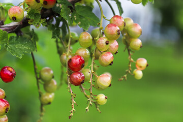 Drooping ripening redcurrants against a blurred yard