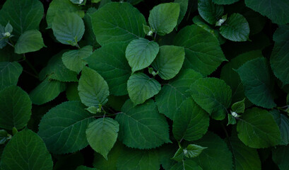 Fototapeta na wymiar The green leaves of the hydrangea flower grow on a flower bed in the garden. Daylight