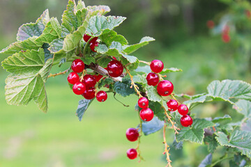 Shiny red currants on a single shrub cane