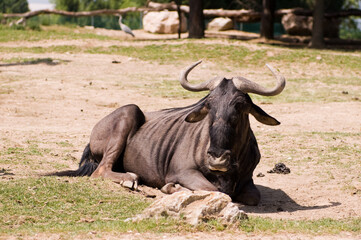 cape buffalo in the wild