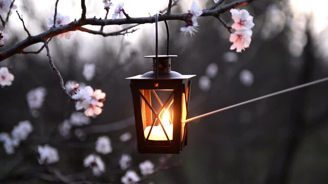candle lantern in the blooming cherry branch