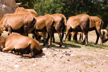 bunch of cows eating grass
