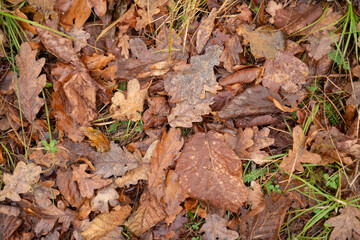 autumn leaves on the ground, autumn leaves background, nature texture