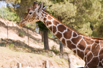 giraffe in the zoo