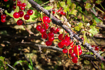 Sunlight highlighting hardy ripe red currants on a branch
