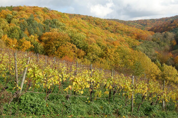 Weinberg bei Hoerstein