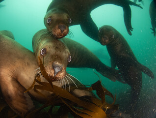 Naklejka premium Steller's sea lion underwater