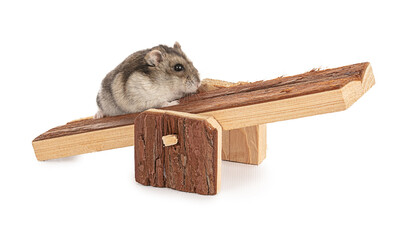 Portrait of a grey hamster on a wooden swing