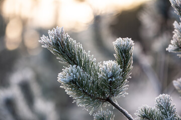 Trees, shrubs and forest are frozen in winter.