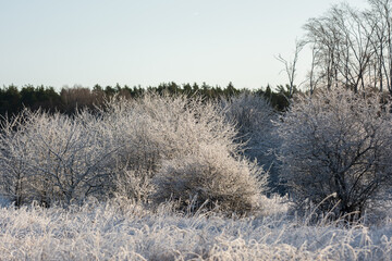 Trees, shrubs and forest are frozen in winter.