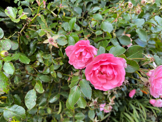 Wild red roses, in a hedgerow near, Bradford, Yorkshire, UK