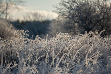 Trees, shrubs and forest are frozen in winter.
