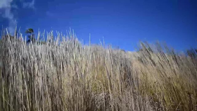 pasto seco con viento fuerte 